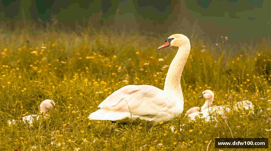 三亿体育官方网站引领潮流，激发激情！